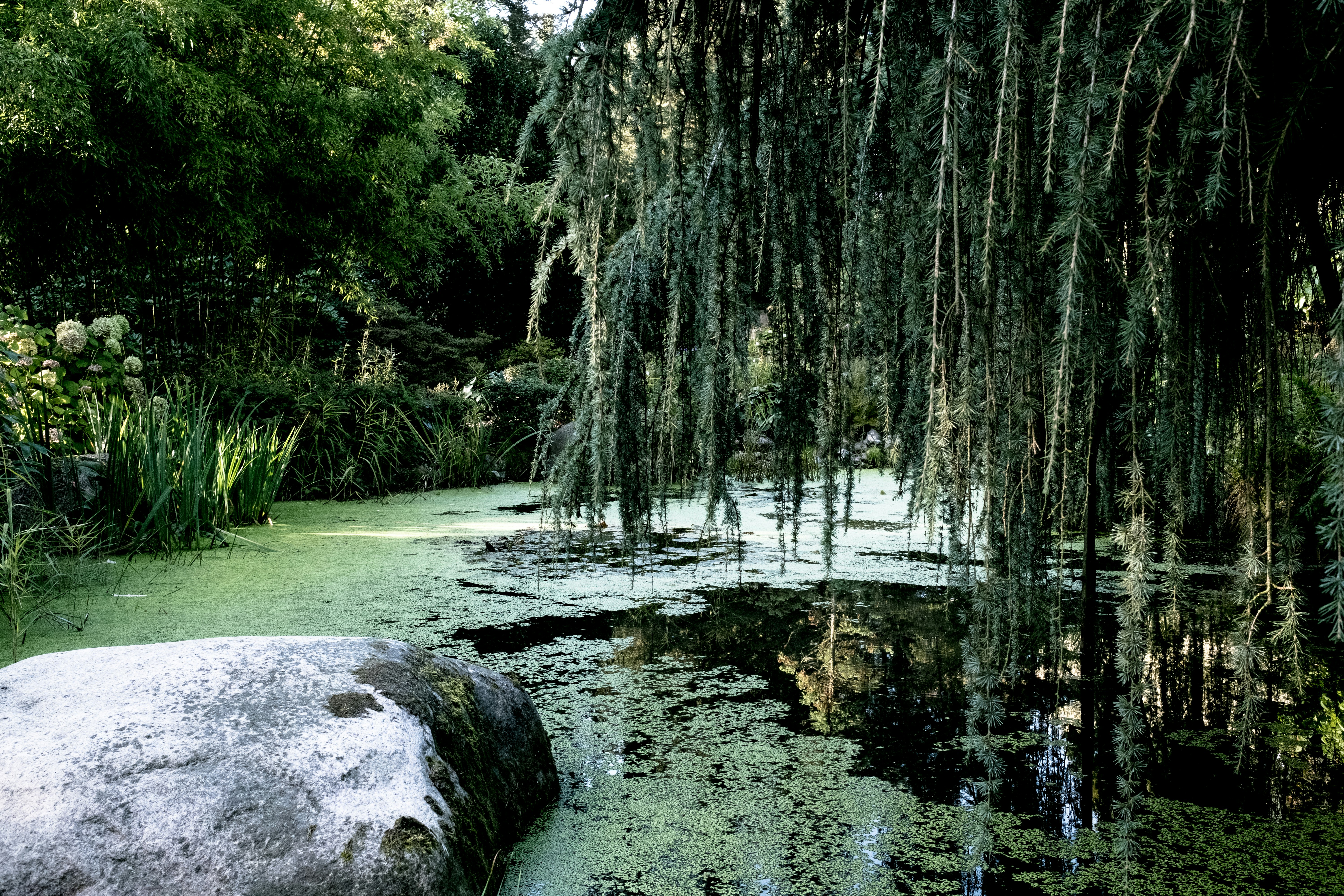 green trees on river bank during daytime